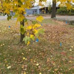 Orienting of Water Lines for Water Well in Colts Neck, NJ